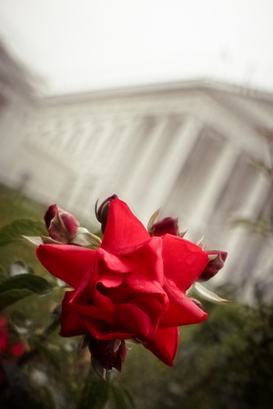 Capitol Rose